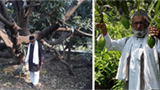 Meet the man who grew 300 mango varieties on a single tree